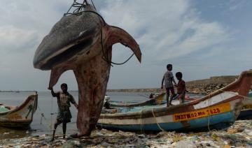 Le requin baleine «Al Bahiyah» sauvé est retourné avec succès dans le golfe Arabe 