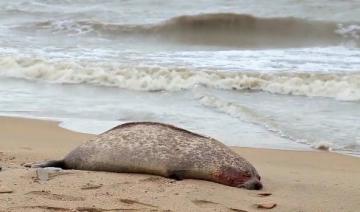 Russie: près de 300 phoques retrouvés morts au bord de la Caspienne
