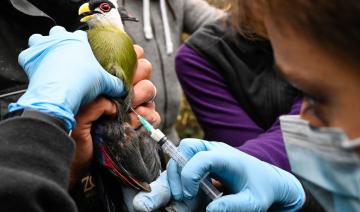 Grippe aviaire: plus de 60 foyers confirmés en France