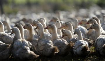 France: la grippe aviaire se propage, canards abattus par centaines de milliers