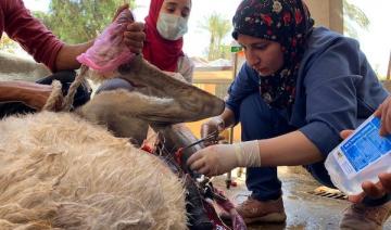 Des cavaliers basés en Égypte veulent éradiquer la cruauté envers les animaux