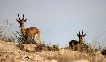 En Israël, des chercheurs veulent sauver les gazelles menacées d'extinction
