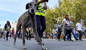 Maltraitance animale : certificat et peines plus lourdes prévues 