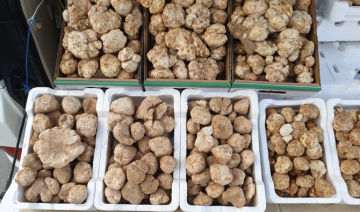 Des joyaux dans le sable: tout ce qu'il faut savoir sur la saison de la truffe saoudienne