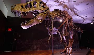 Les T-Rex adolescents auraient évincé les espèces de dinosaures plus petites