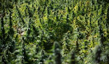 Le gouvernement replanche sur le projet de loi relatif au cannabis