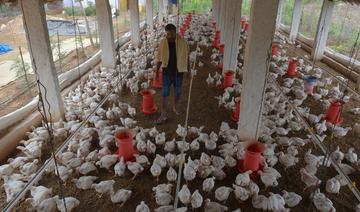 Algérie: 15 000 aviculteurs en faillite