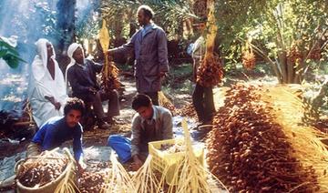 Le Maroc, premier importateur des dattes tunisiennes
