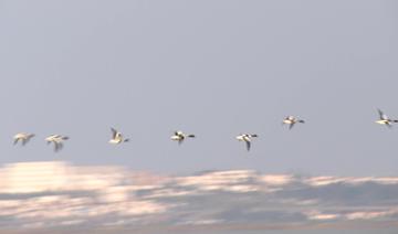 Au cœur de Tunis, la lagune, ses flamants roses... et ses poubelles 