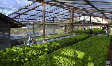 Un «Paradis vert» tente d'introduire l'agriculture hydroponique en Libye 