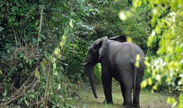 Les éléphants, emblèmes de la Côte d'Ivoire, en voie d'extinction 
