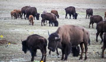 Plus de 45 000 candidats pour tuer 12 bisons dans un parc naturel US