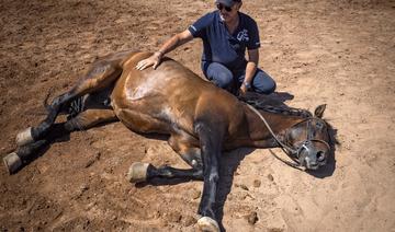 Au Maroc, l'homme qui murmure à l'oreille des chevaux du cinéma