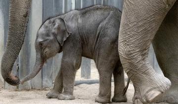 Naissance de Jack l'éléphanteau au parc de loisir du Pal, juste avant sa réouverture 