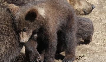 Trois oursons nés dans les Pyrénées, une première depuis 50 ans