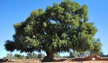 10 mai: Journée internationale de l'arganier, cet arbre marocain aux multiples vertus