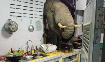 Un éléphant dans la cuisine: une famille thaïlandaise reçoit la visite répétée d'un mastodonte 