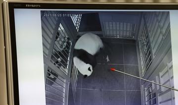 Des jumeaux pandas sont nés dans un zoo de Tokyo