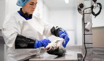 Le saumon d'élevage débarque sur le plancher des vaches