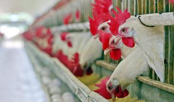 L’Arabie saoudite interdit les importations de volailles en provenance de trois provinces françaises