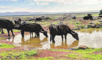 Patrimoine: L’Ichkeul en péril