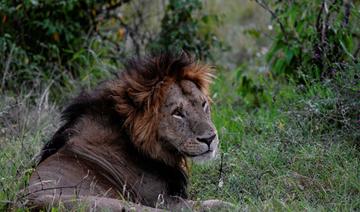 Kenya: un lion échappé du parc national de Nairobi sème la panique 