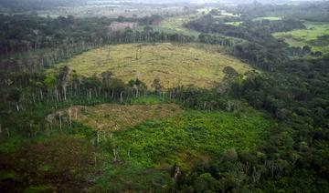 Colombie: déforestation en hausse de 8% en 2020, égale à la surface de Bogota