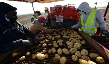 Des ouvriers agricoles trient des pommes de terre Vitelotte collectées sur le tapis roulant d'une arracheuse à Godonville, dans le centre de la France, le 11 septembre 2020.160 000 tonnes de pommes de terre lavées seront commercialisées en France et en Europe. (Jean-Francois Monier/AFP)