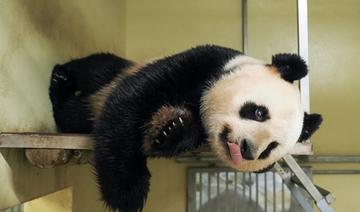 Zoo de Beauval: Huan Huan attend bien un nouveau bébé panda