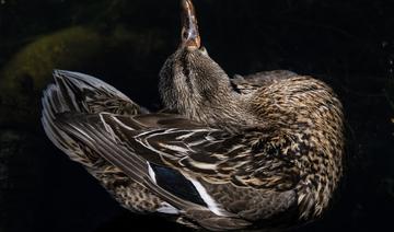 Malgré la Covid-19, l’année 2020 est une très bonne année pour le foie gras