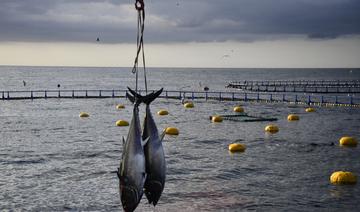 En quête d'un accord sur la pêche, l'OMC convoque les ministres