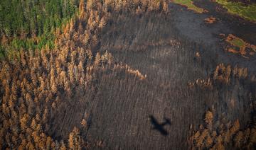 « Notre patrie brûle »: en Sibérie, des bénévoles au front des feux de forêts             