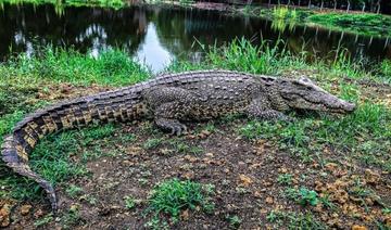 Le crocodile cubain, un peu trop courtisé par son cousin américain