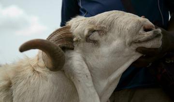 Tabaski: au Sahel, le commerce de moutons mis en péril par la «maudite» guerre