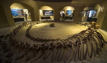 Égypte: découverte du fossile d'une nouvelle espèce de baleine amphibie