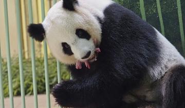 Des jumeaux pandas sont nés dans un zoo en France