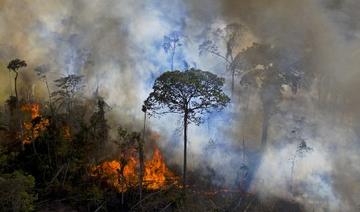 Déforestation sur un an proche du niveau record en Amazonie