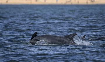 Les dauphins du Tage de retour à Lisbonne depuis la pandémie