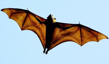 Entre périls et secrets, une vie de chauve-souris