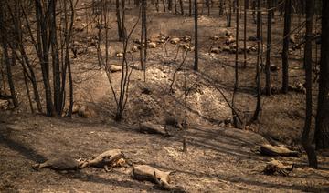 «Je suis perdu» : en Grèce, les éleveurs hébétés face à leurs troupeaux brûlés
