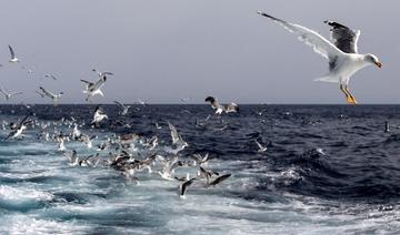 En Méditerranée, les chalutiers inquiets face à la baisse du nombre de jours de pêche