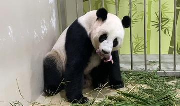 Un panda est né au zoo de Singapour après une insémination artificielle