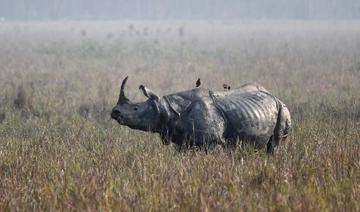 Un trafic international d'ivoire et de cornes de rhinocéros jugé en France