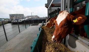 A Rotterdam, les vaches flottent sur l'eau pour protéger le climat