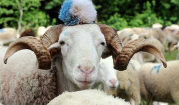 Du pull au matelas, la laine française essaie de tricoter sa place 