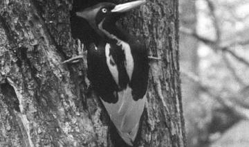 Le pic à bec ivoire appartient à la famille des picidés. Son plumage était noir et blanc, avec une crête rouge pour les mâles, et il mesurait environ 50 centimètres (Photo, AFP)