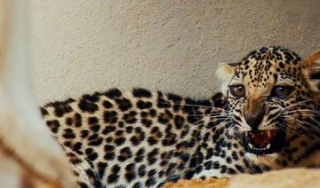 La naissance d’un léopard d’Arabie dans Royaume, une espèce en voie d’extinction, redonne de l’espoir