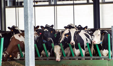 Présidentielle: la cause animale sort du bois