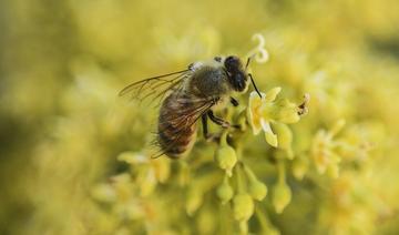 Les apiculteurs du Cachemire indien et leurs abeilles transhument vers le sud en quête de chaleur et de pollen 
