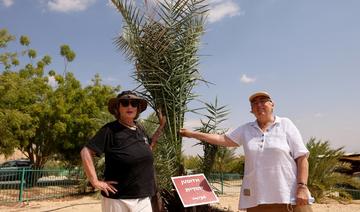 Dans le désert israélien, la résurrection de dattiers vieux de 2.000 ans 
